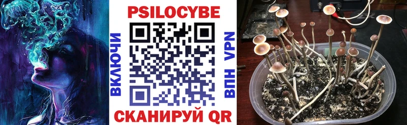 Купить где  Западная Двина  Псилоцибиновые грибы Psilocybe 